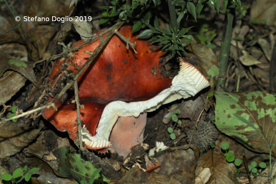 da determinare: Russula sp.?!?